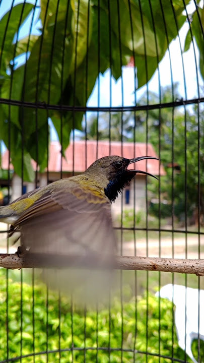 suara burung sogon gacor SNI ampuh buat pancingan#shorts