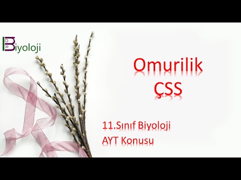 11.sınıf biyoloji omurilik ve çss ders notları pdf