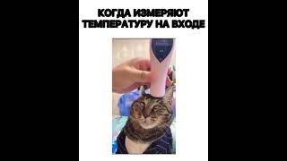 Приколы 2021 года смешные приколы животных)))