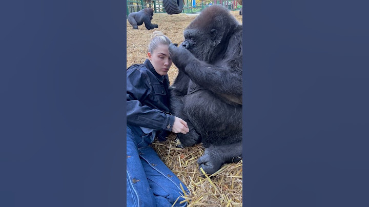 Woman is hanging out with Silverback Gorillas at her sanctuary!