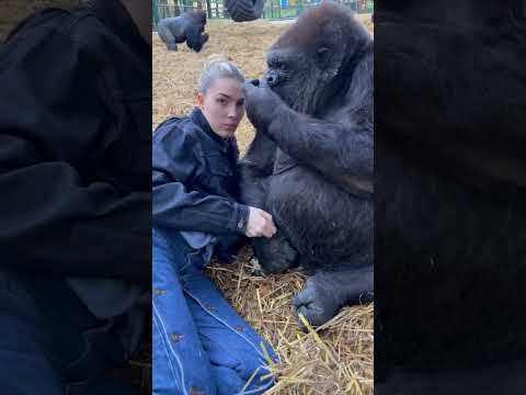 Woman is hanging out with Silverback Gorillas at her sanctuary!