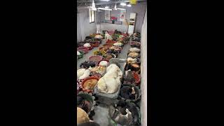 Counting Dogs To Help Your Sleep Relaxation 犬を数えて眠りを助けます Les Chiens Pour Dorm Asmr King Charles