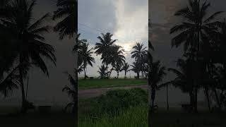 Polam lo molakalochay 🌾🌾🌾 #naturewalk #srikakulam #narasannapeta #rice #reels