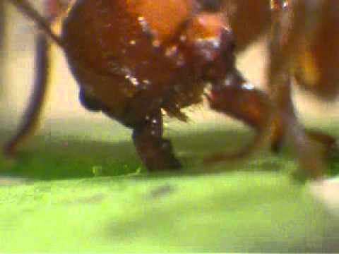 Close up of leaf cutter ants cutting with highly worn mandibles