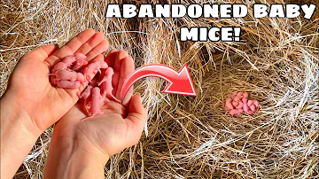 RESCUED BABY MICE FOUND ABANDONED BY MOTHER!