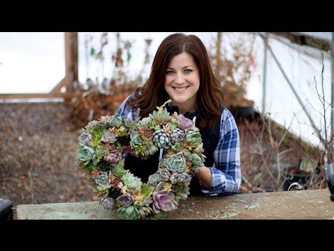 Succulent
