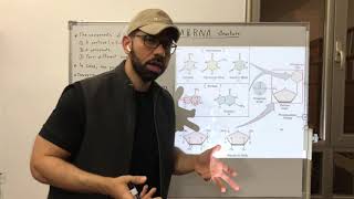 DNA & RNA Structure