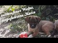 entlaufener Welpe und angefahrene Katze || unser Dorfleben in Bulgarien🇧🇬 || undweg2016