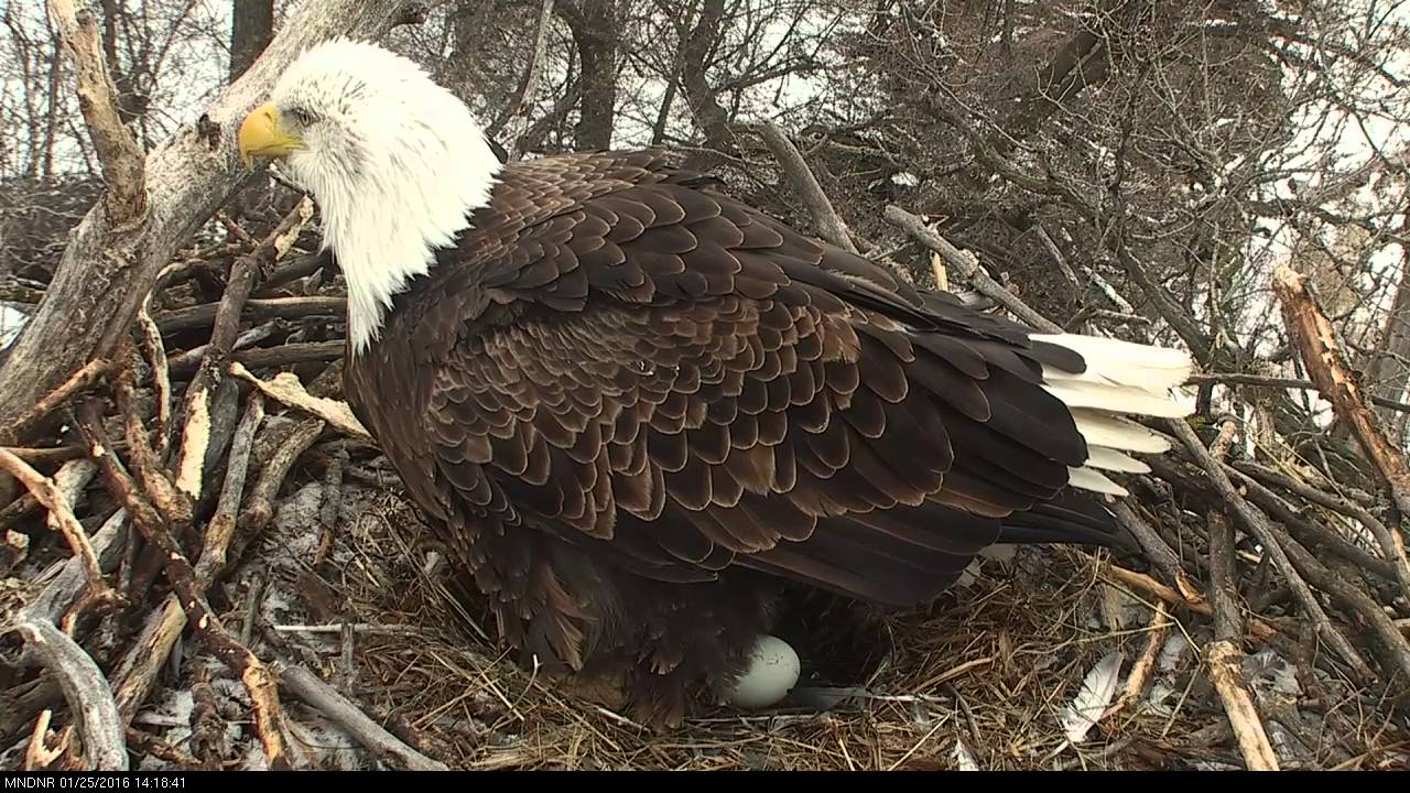 Eaglecam 2016 - First Egg Laid