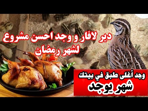 مزال لحال إبدأ تربية السمان اليوم و استهلكه في طاولة رمضان 40 يوم يكون واجد