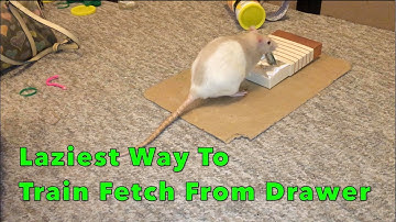 Laziest Way To Train a Rat To Fetch From A Drawer