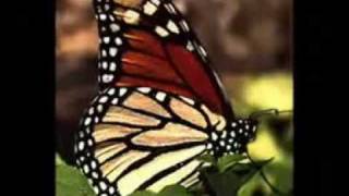 VALS DE LAS MARIPOSAS INSTRUMENTAL chords