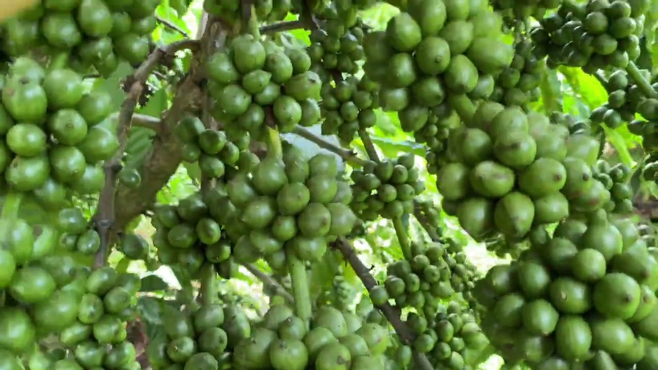 Một số trường hợp chuyển đổi cà phê xanh lùn từ hãm ngọn qua thả đọt