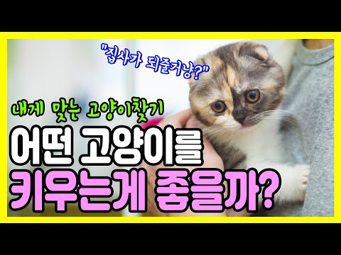 What kind of cat do I have? Cat selection guide line