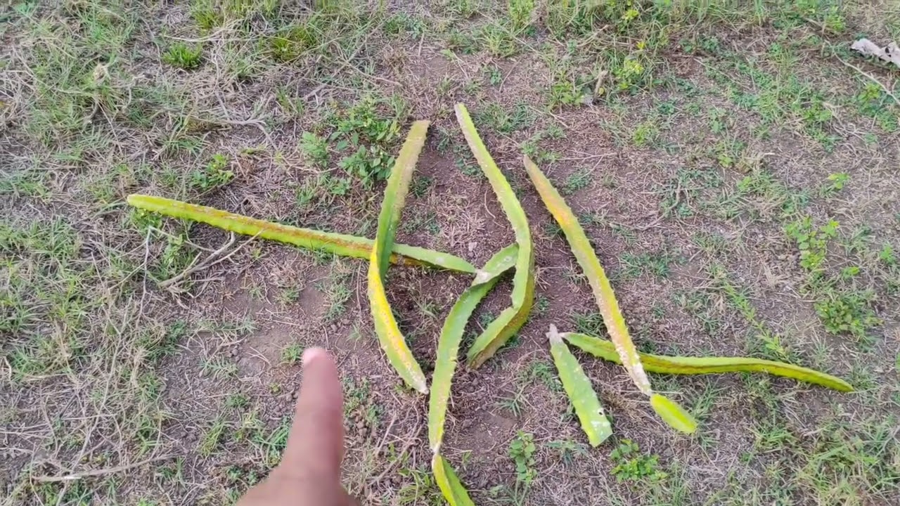 Asi resolvimos el problema de los hongos en esta pitahaya. #elhuertodemipadre #viral26 #agricultura