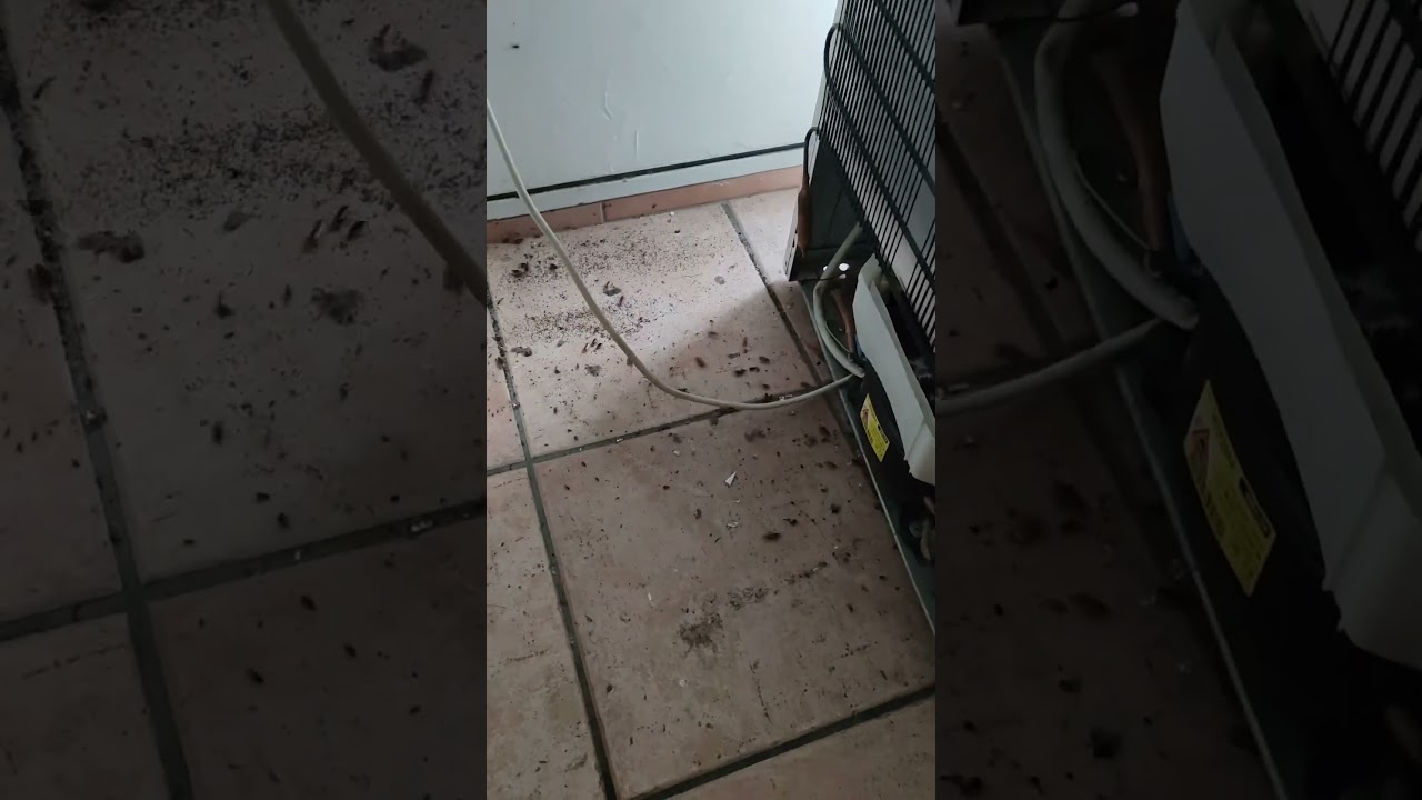 Forte infestation cafards frigo