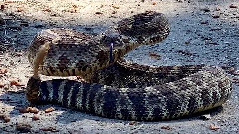 DO NOT TOUCH!! Ornery rattlesnake