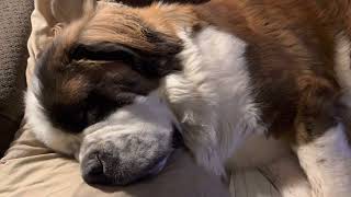 Saint Bernard Dog Snoring and Deep Sleep ASMR