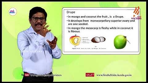 First Bell 2.0 Plus One Botany Class 21