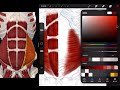 【解剖繪圖】前腹壁肌肉(Anterior abdominal wall muscles)