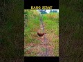 burung ini pandai meloloskan diri#birdtrap #shorts #short #shortvideo #shortsvideo