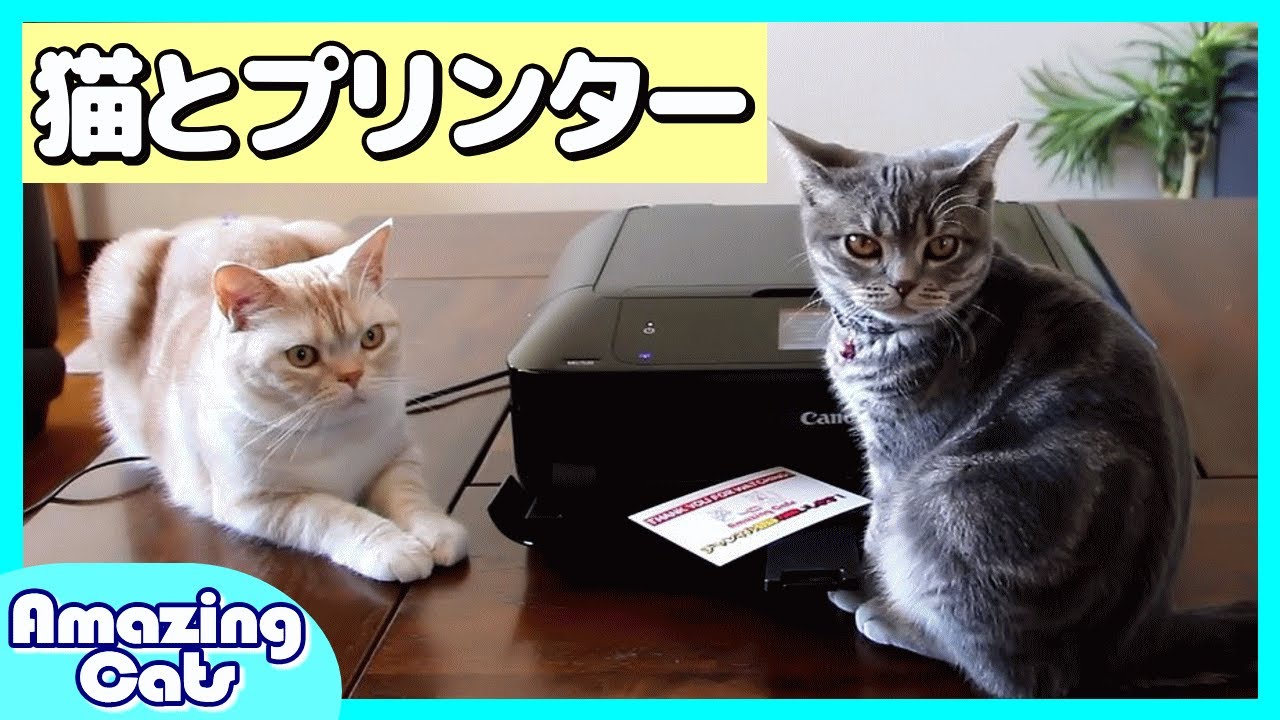 気になる木 ハワイ Cute cats that bother the printer.