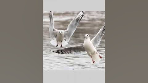 Paint.net Turorial: How to Rotate in Paint.Net