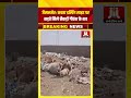 जैसलमेर की दर्दनाक तस्वीर! कचरा डम्पिंग साइट पर सड़ते मिले सैकड़ों गौवंश के शव!