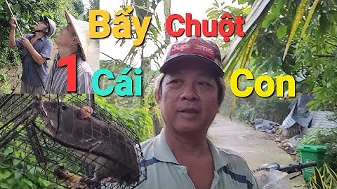 Đặc Bẩy Chuột Trên Ngọn Dừa Dính Thấy Mê |@thehoangtv