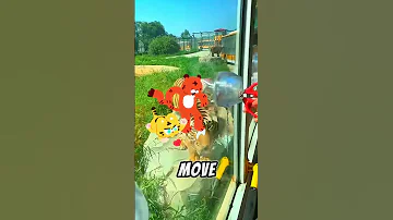 This Is What It S Like To Feed A Tiger 