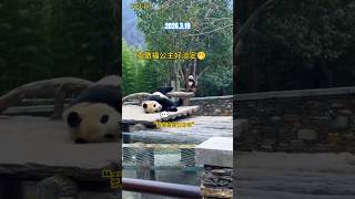3.19高傲的福公主和对面新邻居比力大叔同框了#大熊猫 #福宝#大熊猫福宝 #푸바오 #panda #fubao #大熊貓 #大熊貓福寶#대왕판다#자이언트
