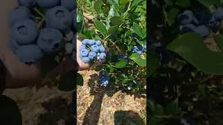 Blueberry Duke 🫐