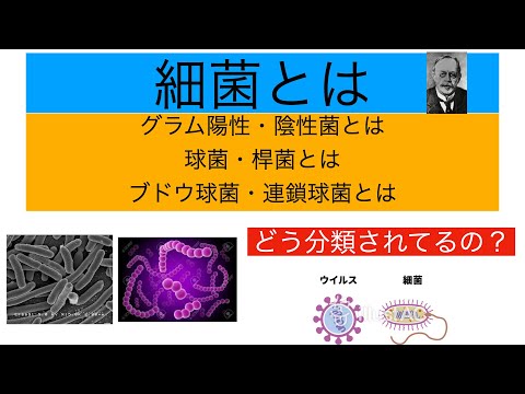 細菌とは　［グラム陽性・陰性とは　　球菌・桿菌とは　　　ブドウ球菌・連鎖球菌とは］　　　　どのように分類されているの？