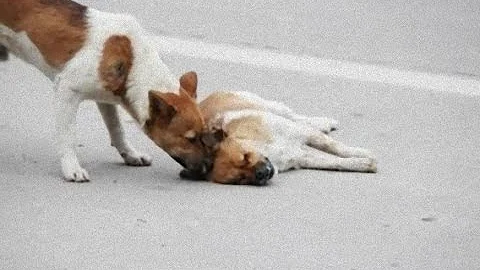 泣ける犬 Mp3