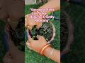 “Succulent Plants Care Guide 🌵 Beginner Friendly Repotting” #gardeningwithsunita #shorts #hawerthiya