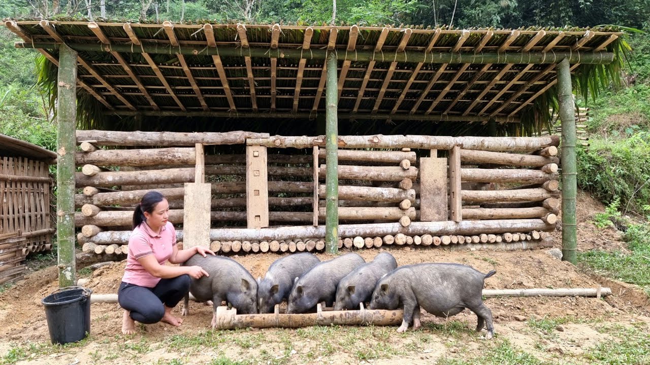 Building a Cabin House for Pigs Prepare the barn for Mating and