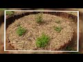 Food Forest Created in 90 Days by Vishwapriya Urban Permaculture Team