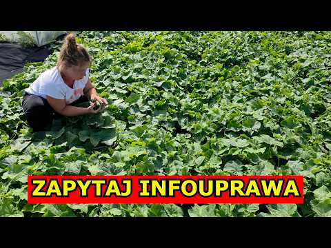 Iwona's Tubs, What for Snails, Tomato and Cucumber Problems, Aphid Spray, Ask Infouprawa.