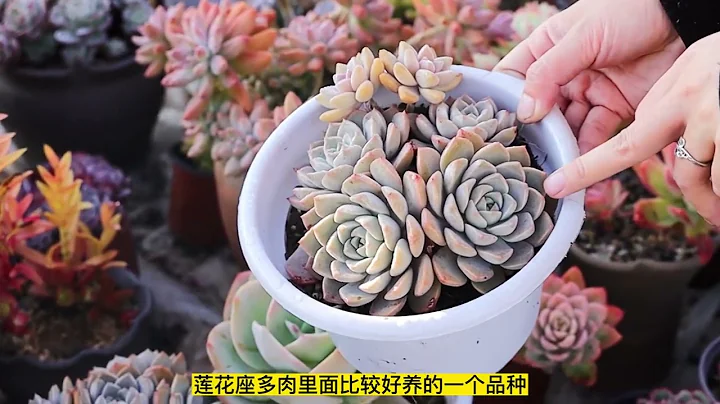 四季在大多数地方都比较好养的十多种多肉推荐来啦，快来补充其他 - 天天要闻