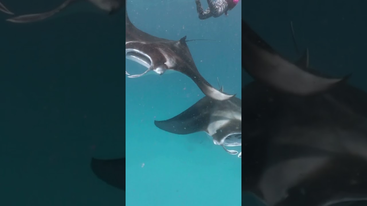 Meet the Ocean: Discover Sea Animals from A to Z Song  