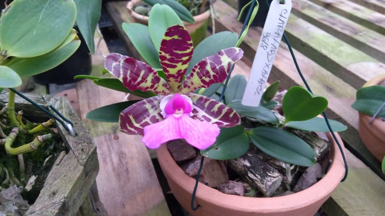 ORQUÍDEA Cattleya aclandiae - CULTIVO.