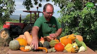 Las calabazas, tan variadas como desconocidas