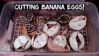 Banana Ball Python Eggs are Hatching  See the Results