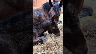 When Bobbi…a 3 minute old newborn foal…decided to crawl to her momma! 😍🥺
