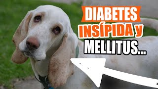 DIABETES INSÍPIDA y MELLITUS en PERROS: Causas, Síntomas y Qué Hacer