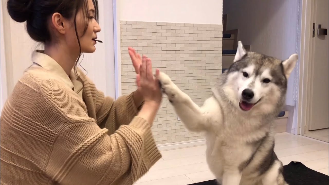 ハイタッチとは何かを伝えたいシベリアンハスキー の姉 Youtube