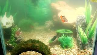 Just vibing with the fish tonight 🫧🐟Sit back, relax, and watch the tank life 🌊Drop a like
