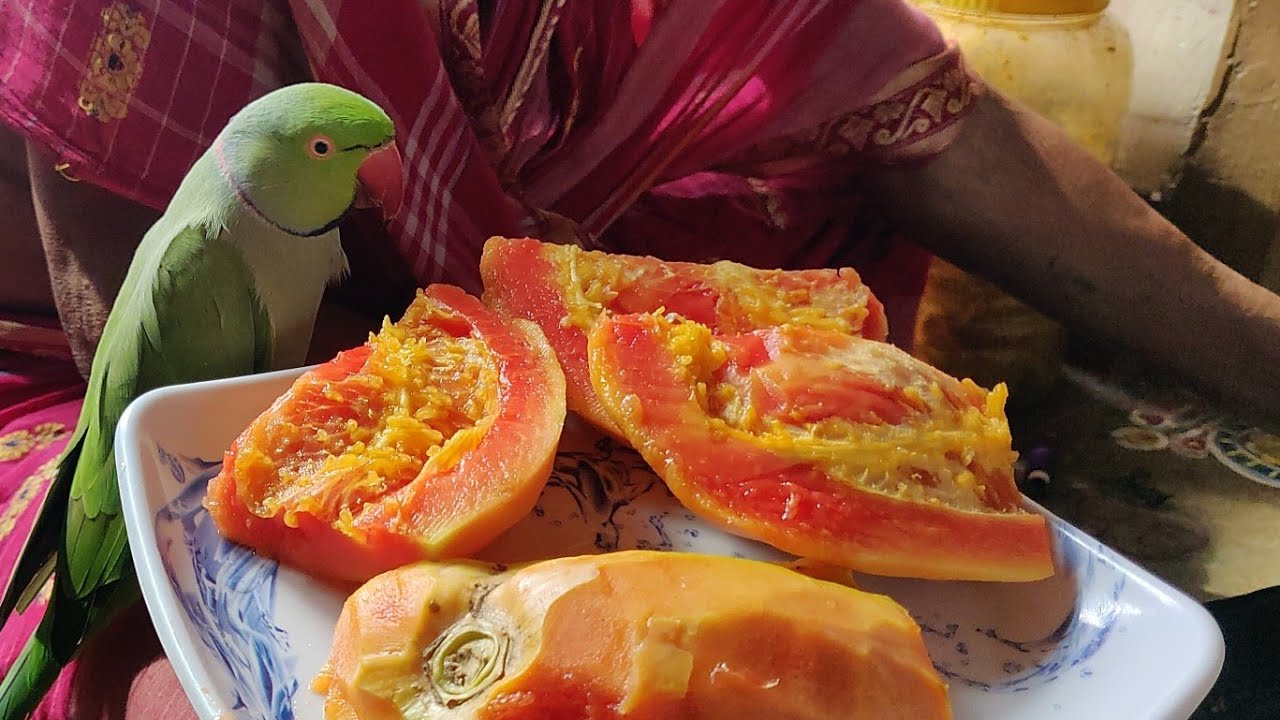 Talking Parrot Eat Papaya YouTube