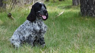 Caring for Your Cocker Spaniel s Skin Causes, Symptoms, and Treatments