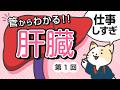 管から見たら超わかる　肝臓のはたらき その①（全2回）【基礎解剖生理】